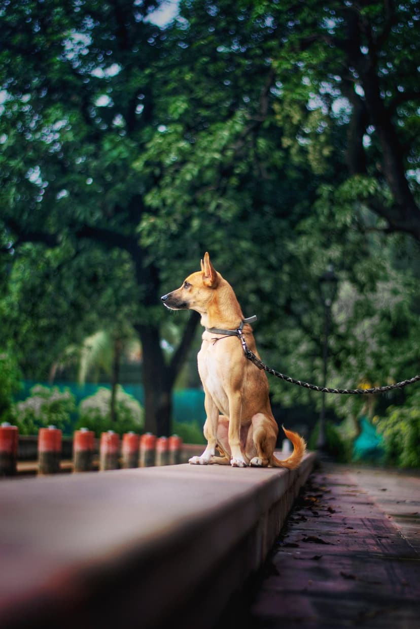 Tan dog with alert ears sitting on a stone ledge in a green park with dappled sunlight through dense trees.