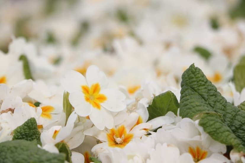 White primrose flowers with yellow centers and green leaves shown in a soft focus macro vertical composition.
