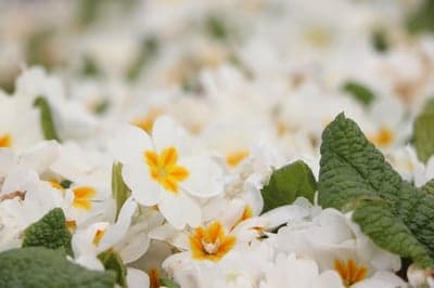 Close-up of White Primrose Flowers with Yellow Centers