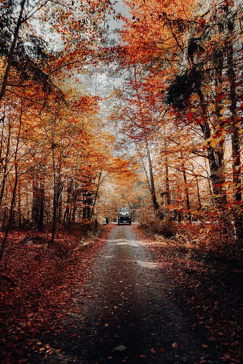 Dark 4x4 SUV driving on a dirt road covered in red and orange fallen leaves under a dense autumn forest canopy.