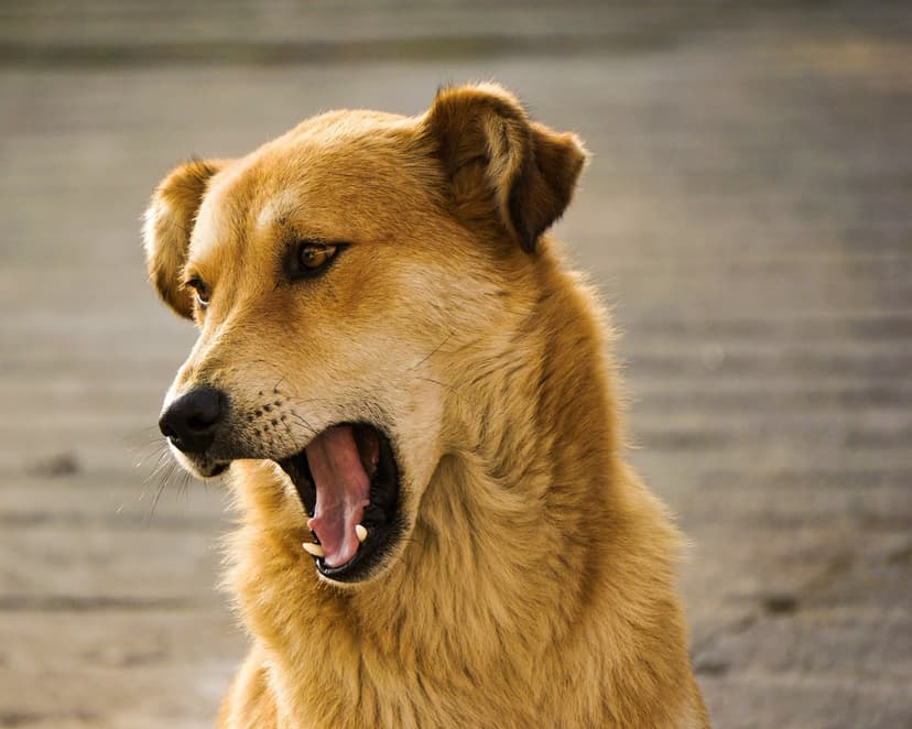 Golden-brown dog yawns with mouth open, revealing a pink tongue and teeth against a blurred outdoor background.