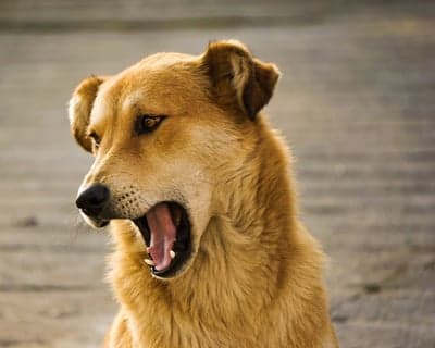 Dog yawning with mouth wide open outdoors