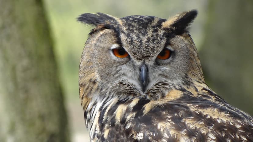 Eurasian Eagle-Owl with bright orange eyes and brown feathers staring forward against a blurred green forest background.