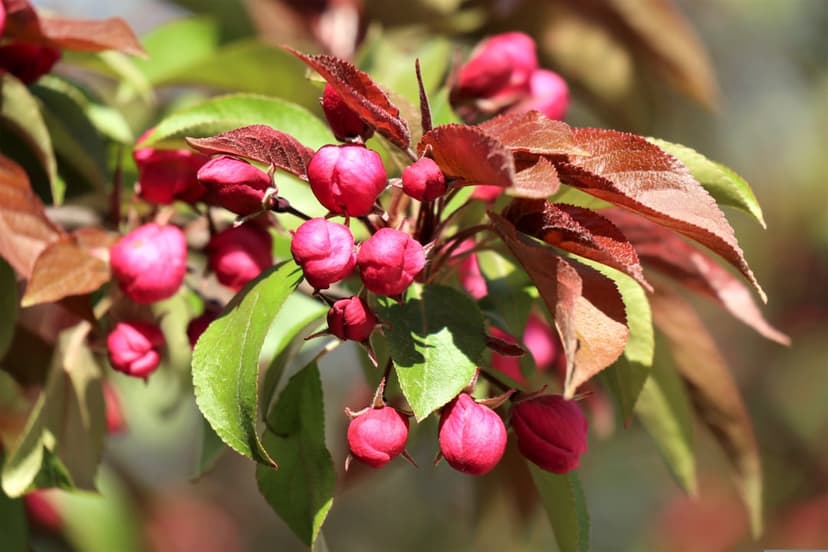 Pink crabapple flowers and reddish buds cluster on a branch under soft light with a blurred garden backdrop.