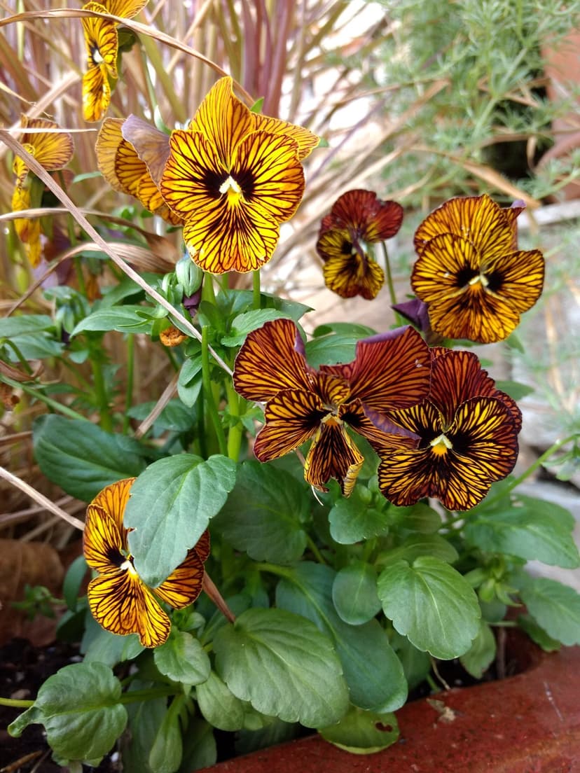 Tiger-striped pansies with yellow and brown petals bloom inside a terracotta pot among green garden foliage.