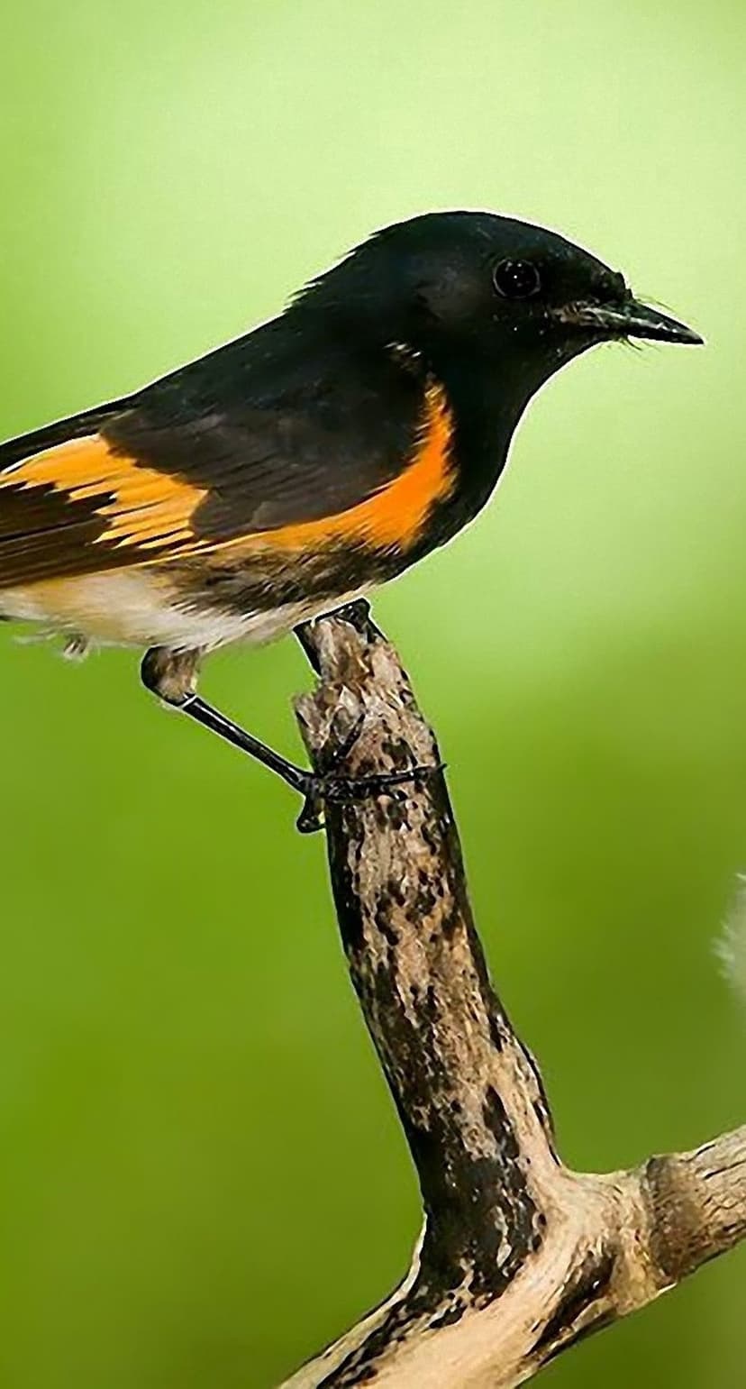 American Redstart bird with orange and black plumage perching on a rustic branch against soft green bokeh.