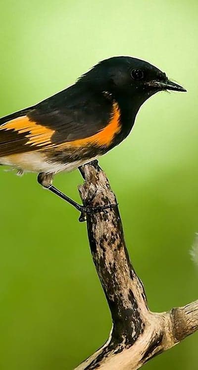 American Redstart Bird Perched on a Branch