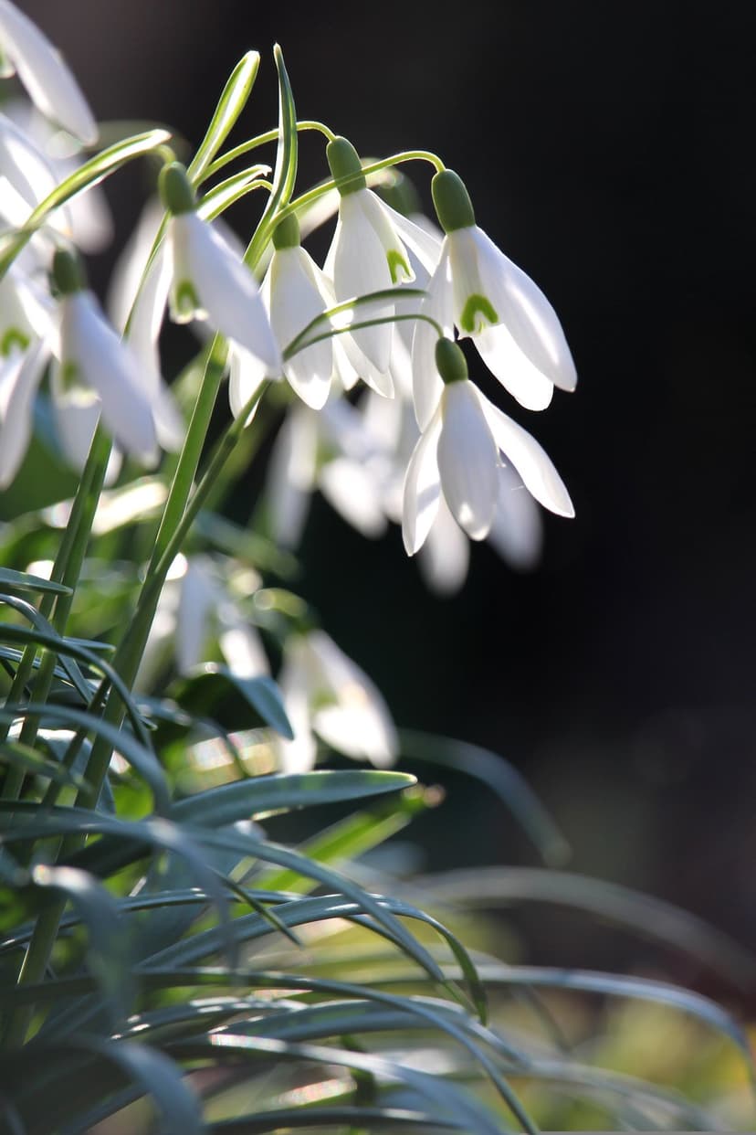 White snowdrop flowers with green accents nodding in soft sunlight against a blurred natural green background.