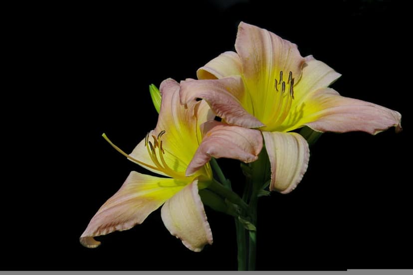Pale pink daylily flowers with yellow centers and long stamens stand out against a solid black background.