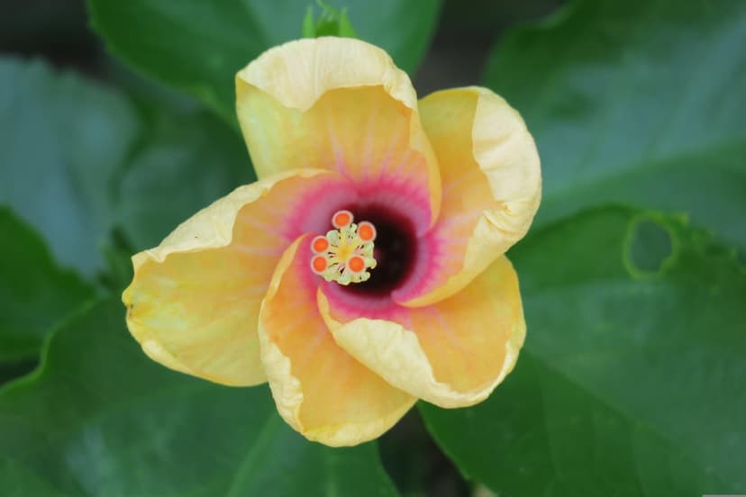 Yellow hibiscus flower with a deep pink center and orange stamen against dark green leaves in a macro view.