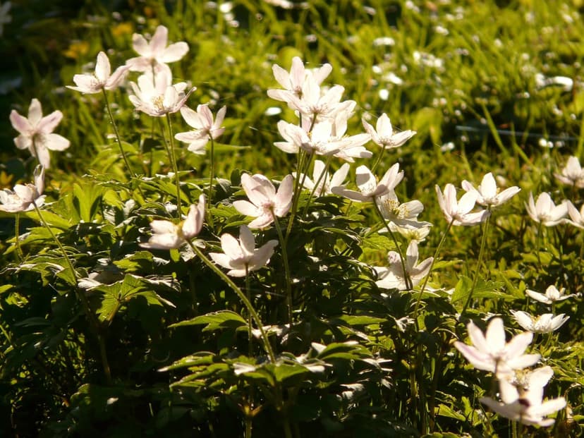 White wood anemone flowers with yellow centers grow in a sunlit green meadow with a soft bokeh background.