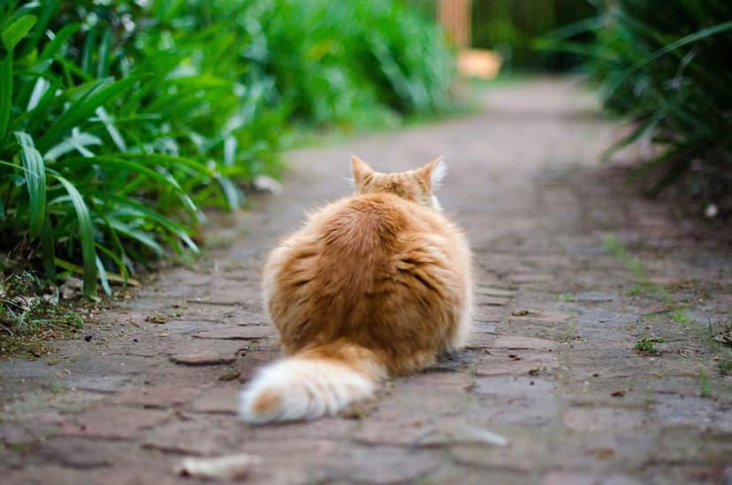 Fluffy orange cat sitting on a brick path surrounded by green leaves, seen from behind with soft focus bokeh.