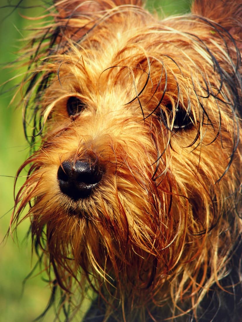 Wet terrier mix dog with reddish-brown shaggy fur, a shiny black nose, and a blurred green grass background.
