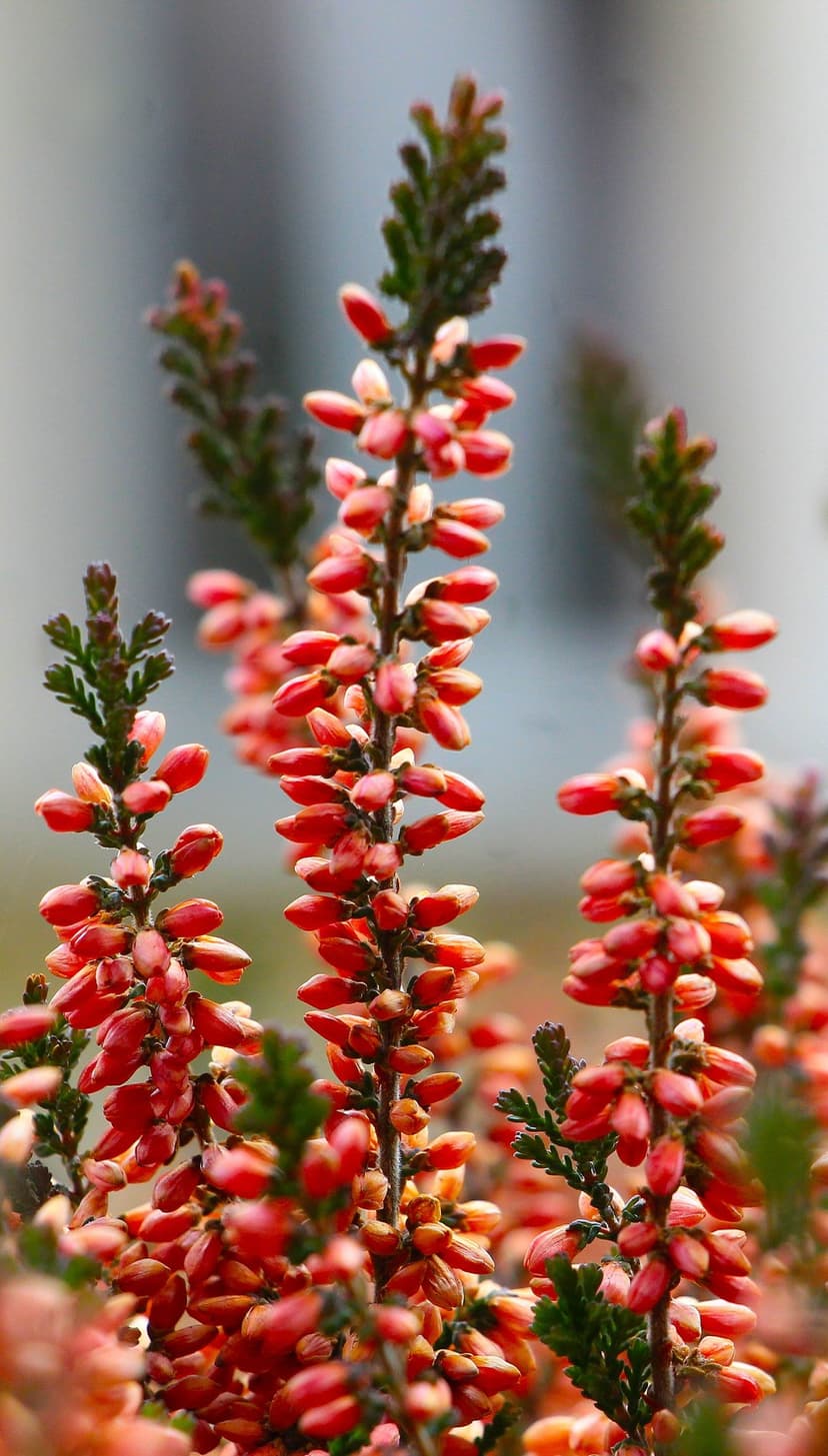 Pink heather blossoms on vertical stems with needle-like green leaves against a soft blurred background.