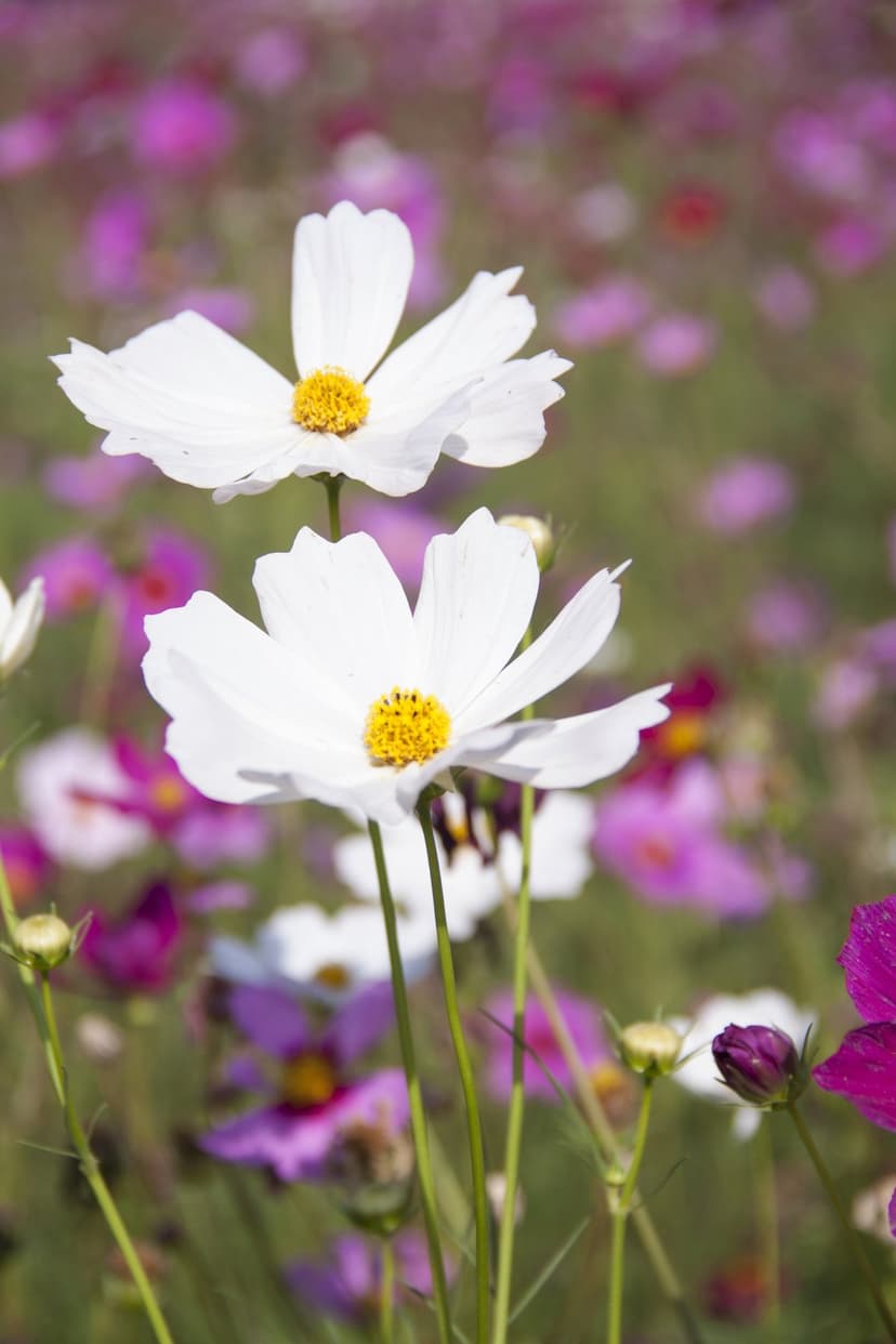 White cosmos flowers with yellow centers bloom in a soft-focus meadow of pink and purple summer wildflowers.
