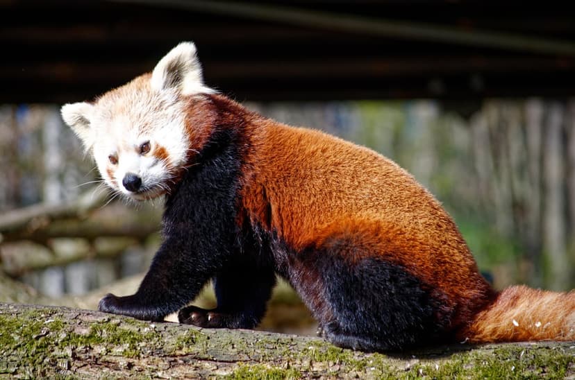 Red panda with russet fur and a bushy tail sits on a mossy log with its gaze fixed toward the camera.