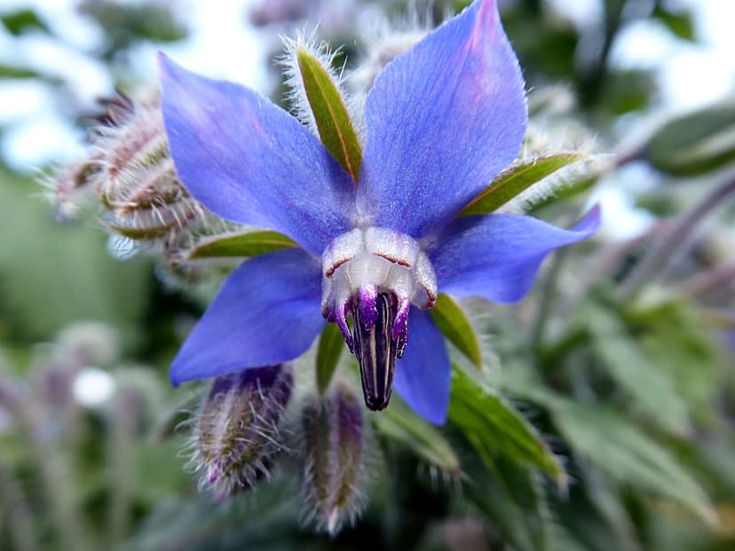 Blue borage flower with pointed petals and a purple center surrounded by fuzzy green buds and leaves.