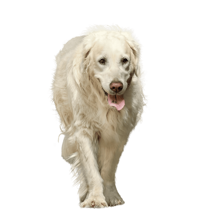White Golden Retriever dog walking forward with its tongue out against a solid emerald green studio background.