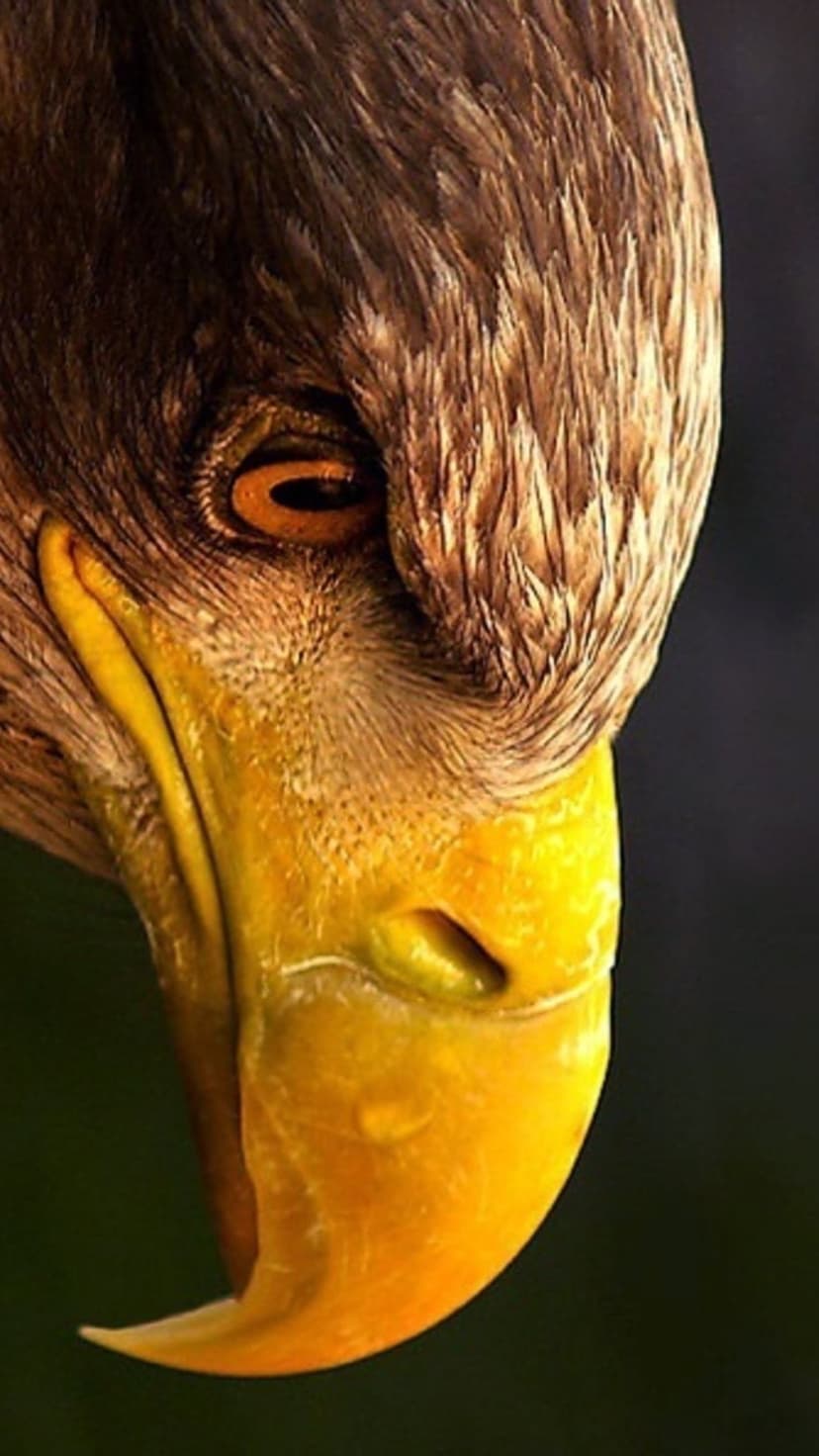Golden eagle eye and hooked yellow beak with detailed brown feathers shown in a sharp profile portrait view.