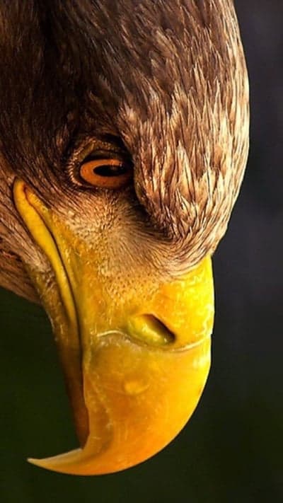 Close-up Majestic Eagle Eye and Beak Detail