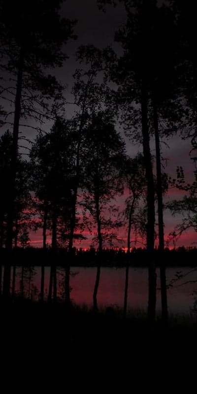 Forest Blaze - Sunset over Still Waters