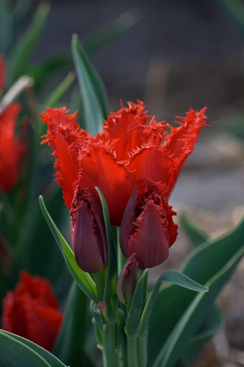 Fringed red tulips with serrated petal edges bloom alongside dark buds and green leaves in a soft-focus garden.