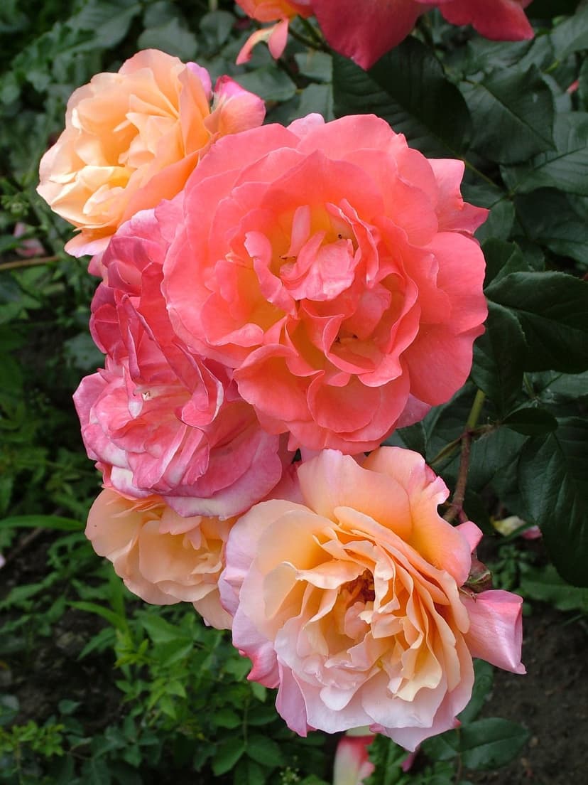 Peach and pink rose cluster with delicate coral petals and green leaves in a close-up vertical garden view.