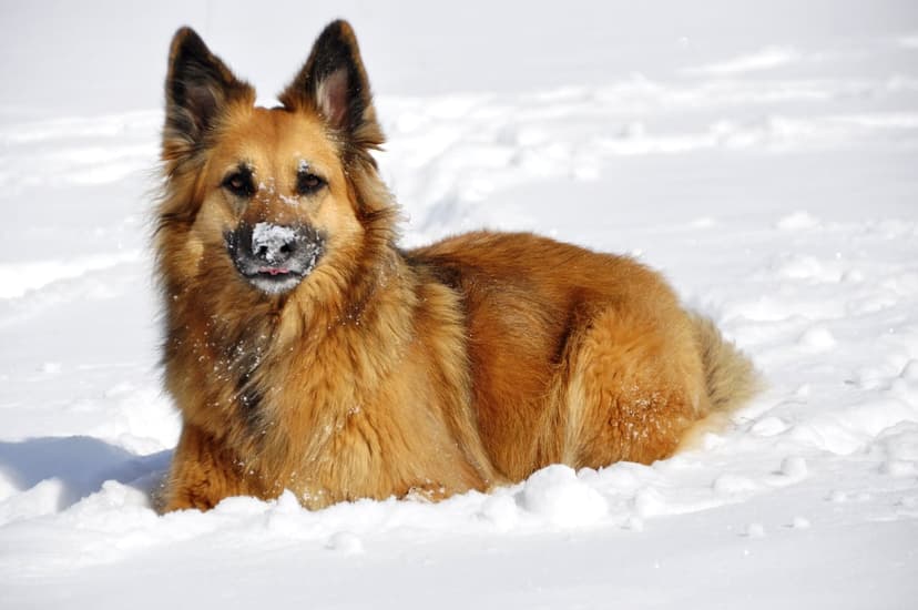 German Shepherd with snow on its snout lies in a frozen field, looking forward with calm, attentive brown eyes.