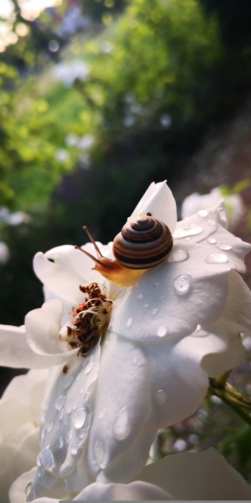 Striped snail on a white rose petal covered in glistening dew drops with a soft green bokeh garden background.
