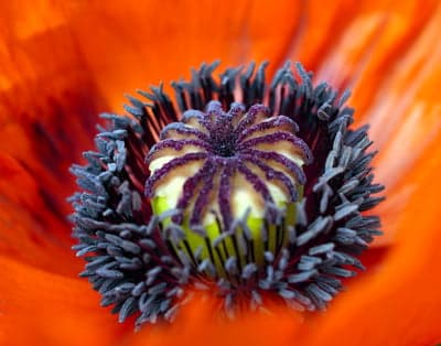 Close-up of a vibrant red poppy flower's center