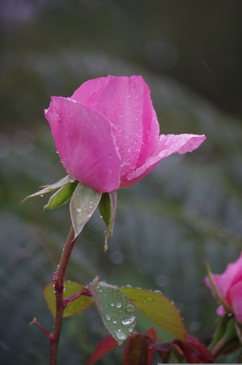 Pink rosebud with glistening water droplets on petals against a soft bokeh background of green and gray leaves.