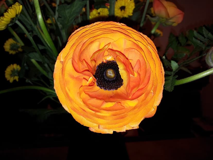 Orange ranunculus flower with layered petals spiraling into a dark textured center against green foliage.