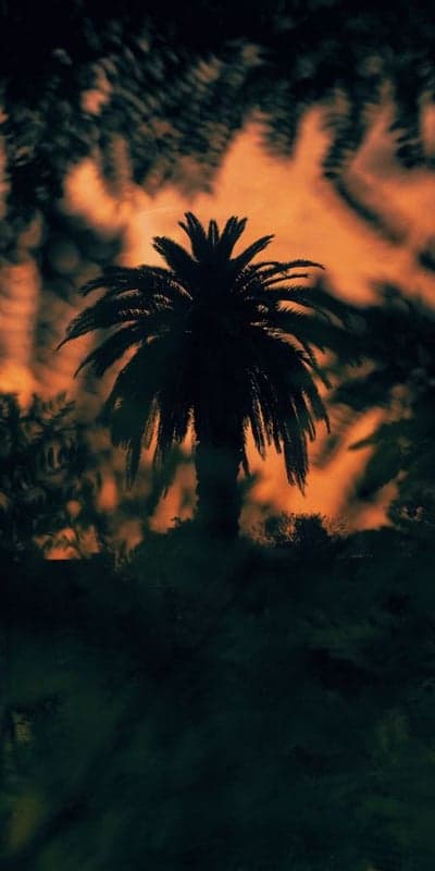 Inferno Palms - Silhouetted Against a Fiery Sky