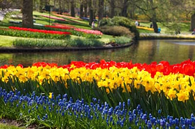 Vibrant Spring Tulip and Daffodil Flower Beds by Pond
