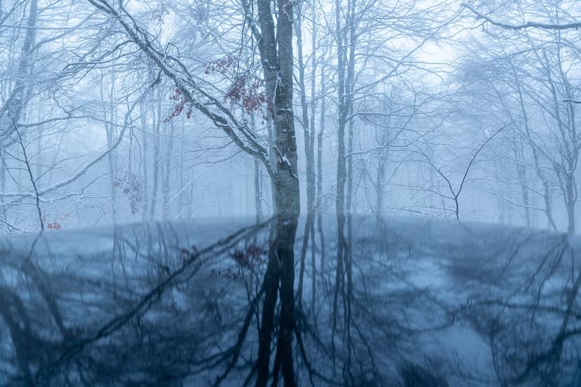 Frosted skeletal trees mirrored in a black pond with dense fog obscuring the background in a winter setting.