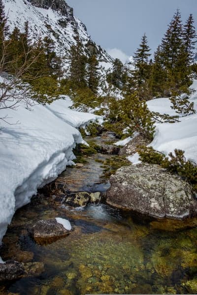 Snowy Mountain Stream with Evergreen Trees and Rocks