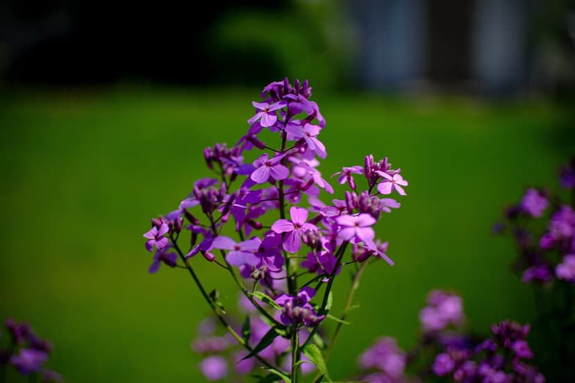 Purple Dame's Rocket flowers cluster together with soft petals illuminated by warm sunlight in a green garden.
