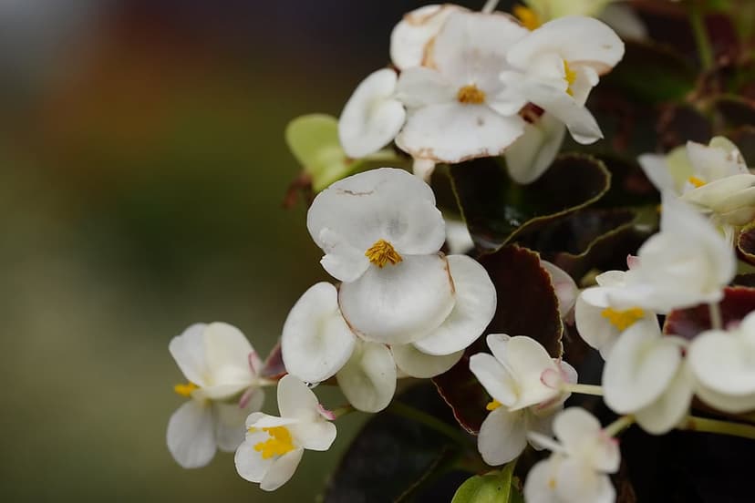 White begonia flowers with yellow centers and translucent petals against dark, glossy green leaves in close-up.