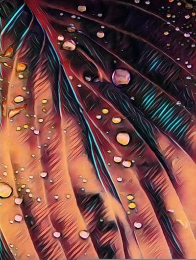 Close-up of dewdrops on a textured leaf surface