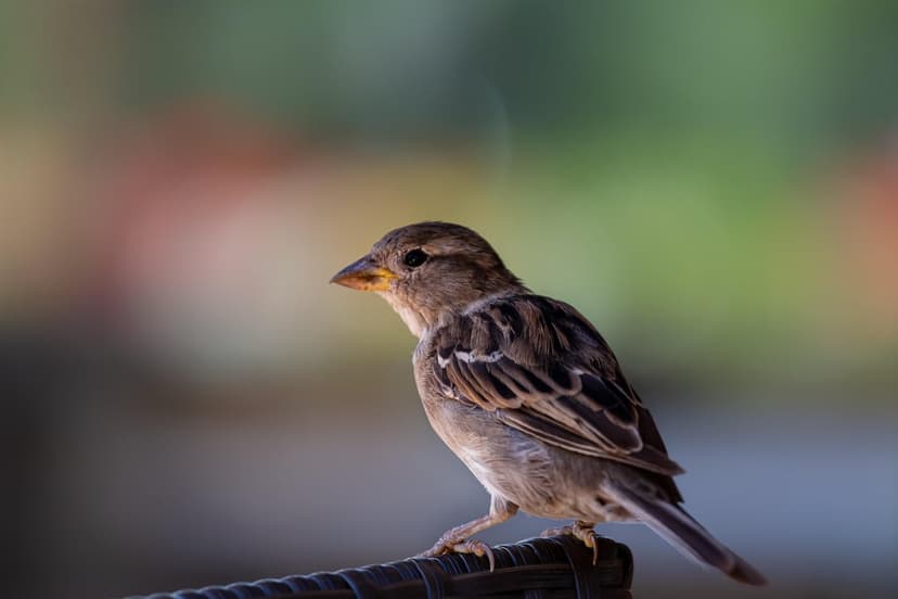 House sparrow with brown and gray feathers perches on a dark ledge against a soft bokeh garden background.