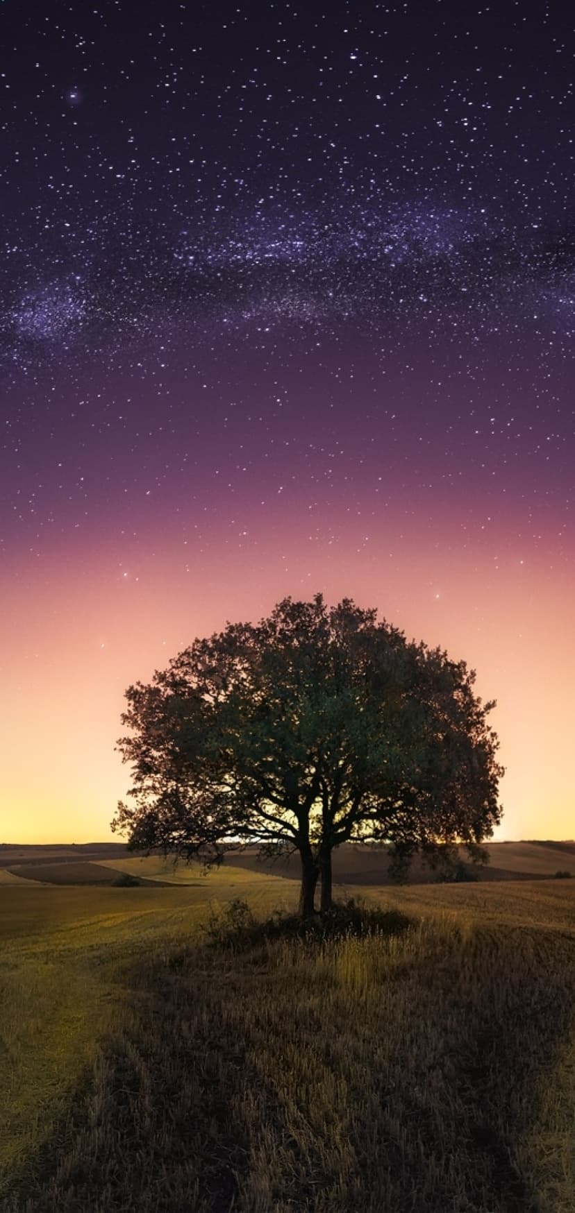 Solitary tree in a field under a purple and gold night sky filled with bright stars and the Milky Way galaxy.