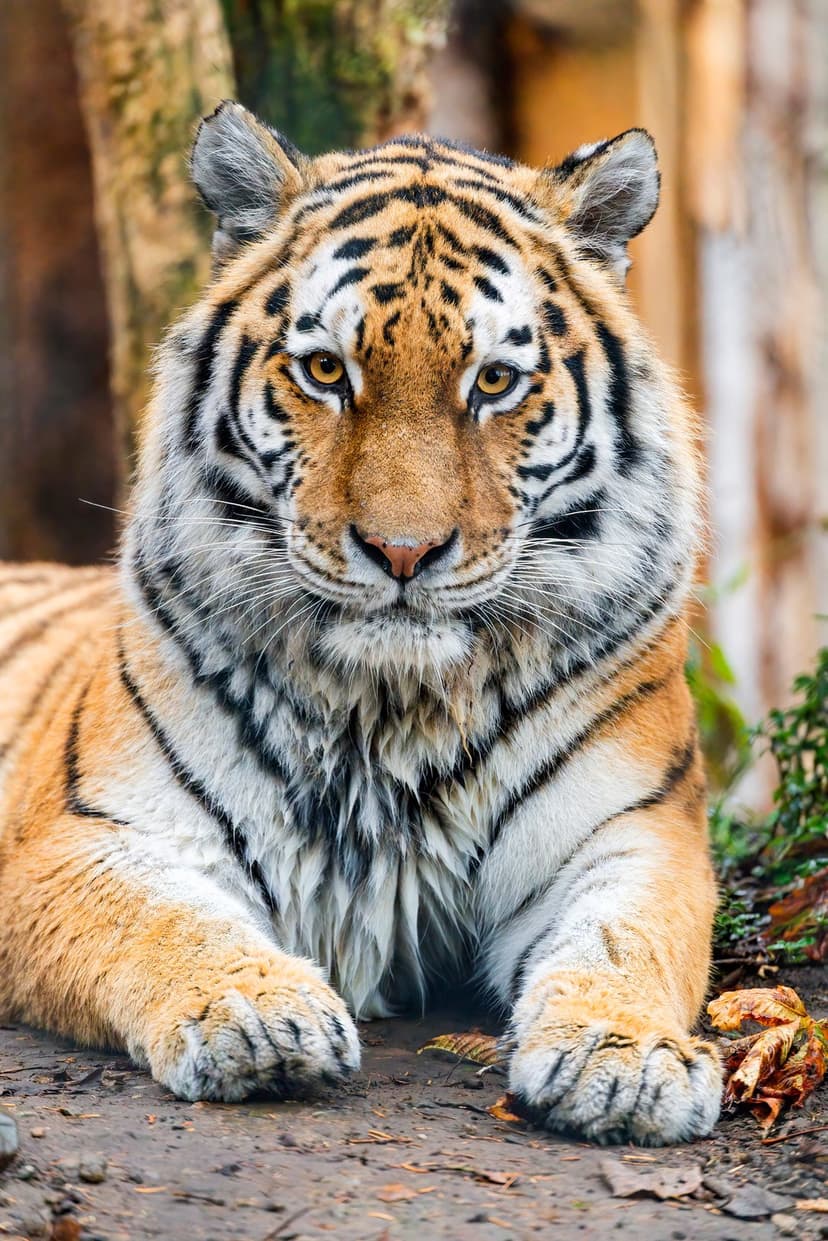 Tiger with intense orange eyes and striped paws rests on fallen leaves in a high-detail portrait composition.