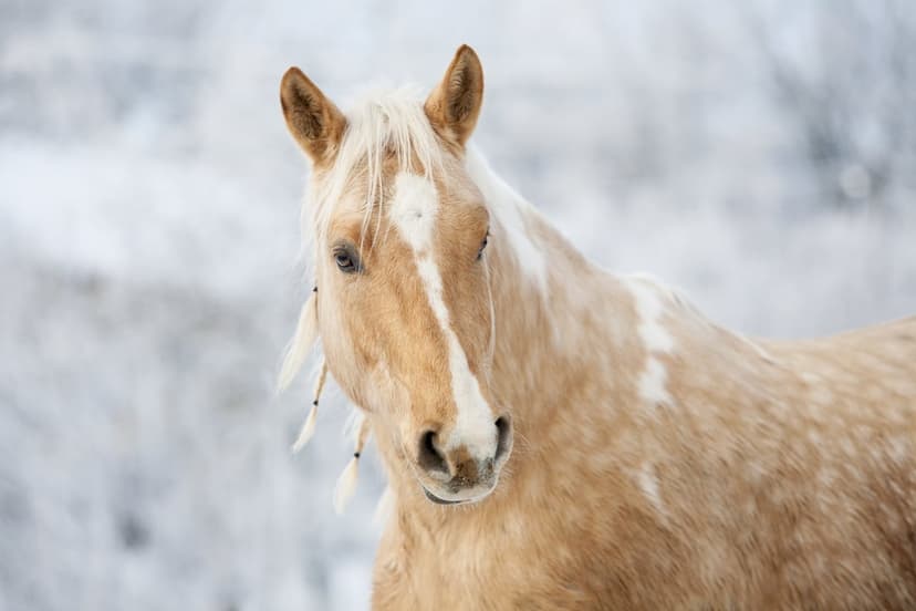 Palomino horse with small braids in its mane standing in a snowy field with a blurred winter background.