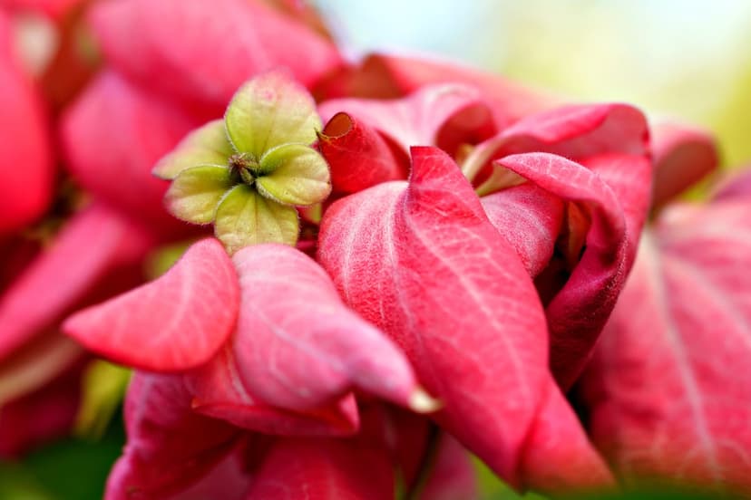 Pink Mussaenda flowers with velvety petals and a small green bud against a soft green blurred background.