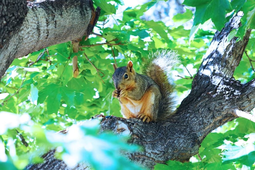 Brown squirrel perched on a tree branch eating a nut, surrounded by vibrant green leaves in dappled sunlight.