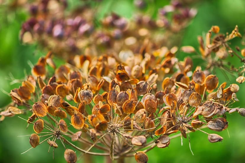Dried Queen Anne's Lace seed heads show intricate brown fibers over a soft green and purple bokeh backdrop.