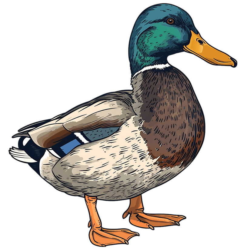 Mallard duck illustration featuring iridescent green head feathers and orange webbed feet on a white background.