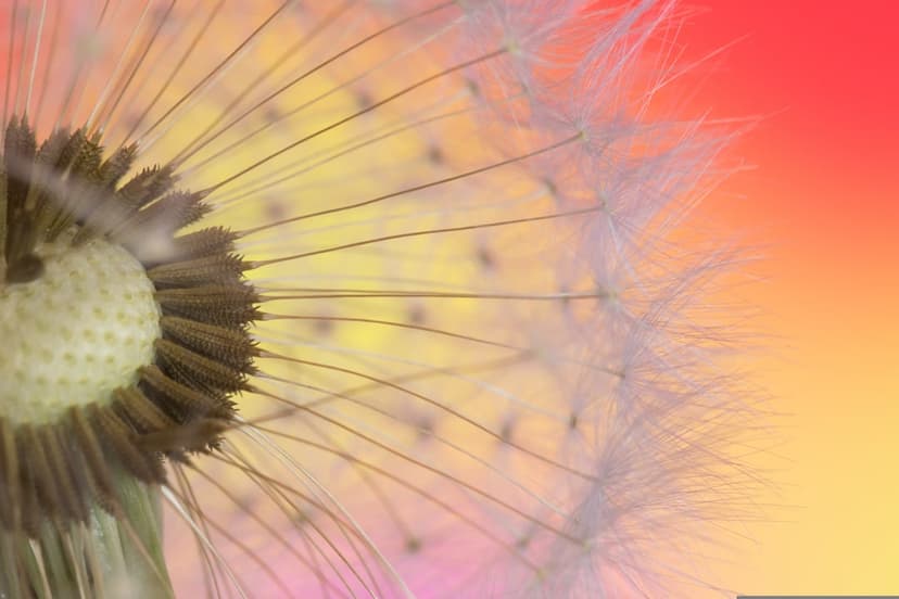 Dandelion seed head with white feathery filaments focused sharply against a pink and orange gradient background.