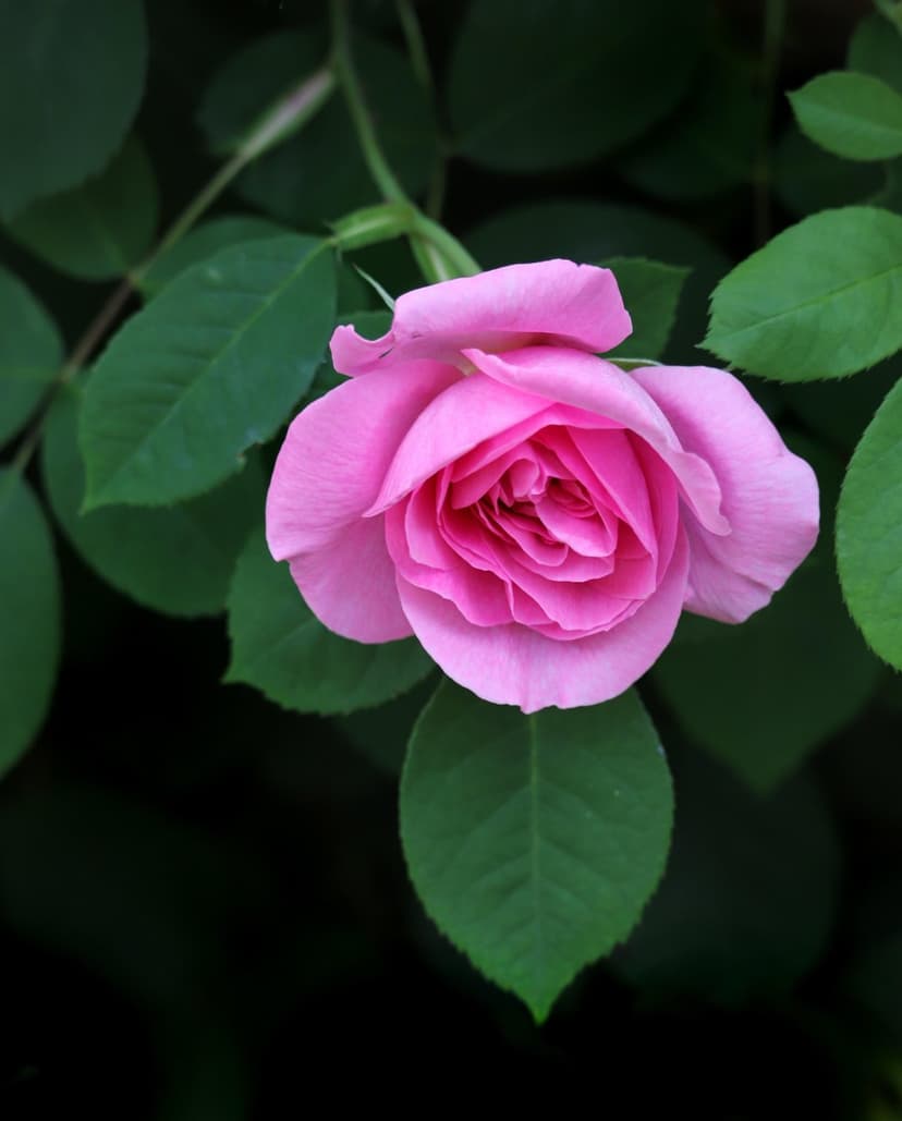 Pink rose bloom featuring layered petals and green foliage in a macro vertical close-up floral composition.