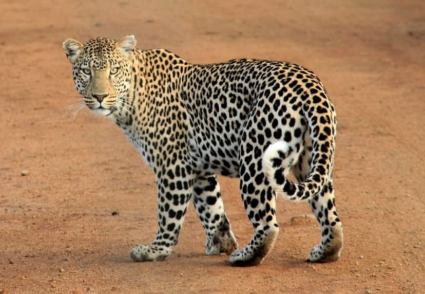 Leopard with black rosettes walks down a sandy road in the African savanna during a wildlife safari.
